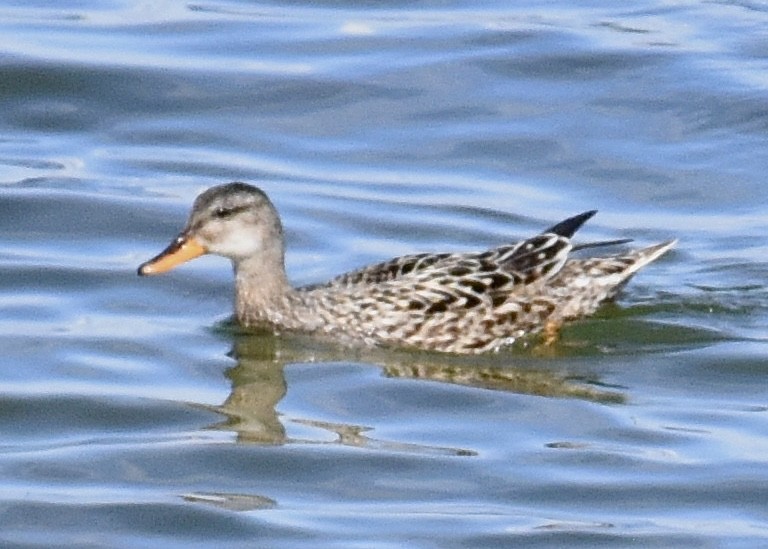 Gadwall - Anne Gunther