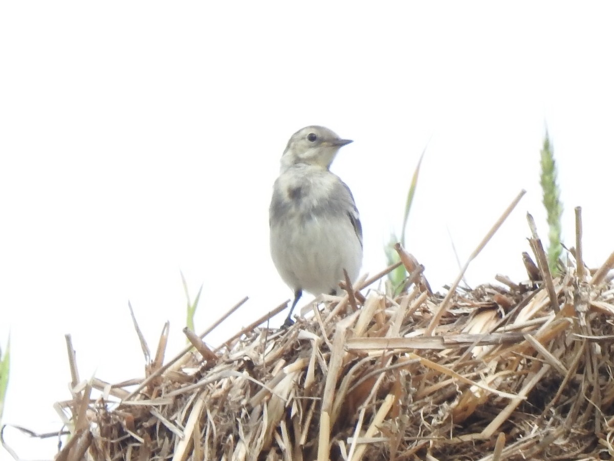 wagtail sp. - ML620337182