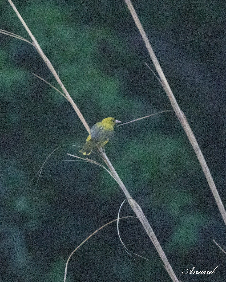 Indian Golden Oriole - ML620337185