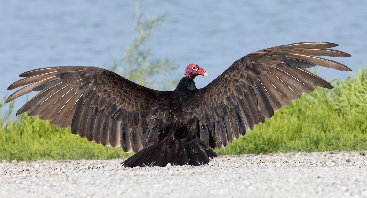 Turkey Vulture - ML620337193
