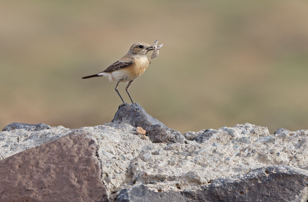 Desert Wheatear - ML620337198