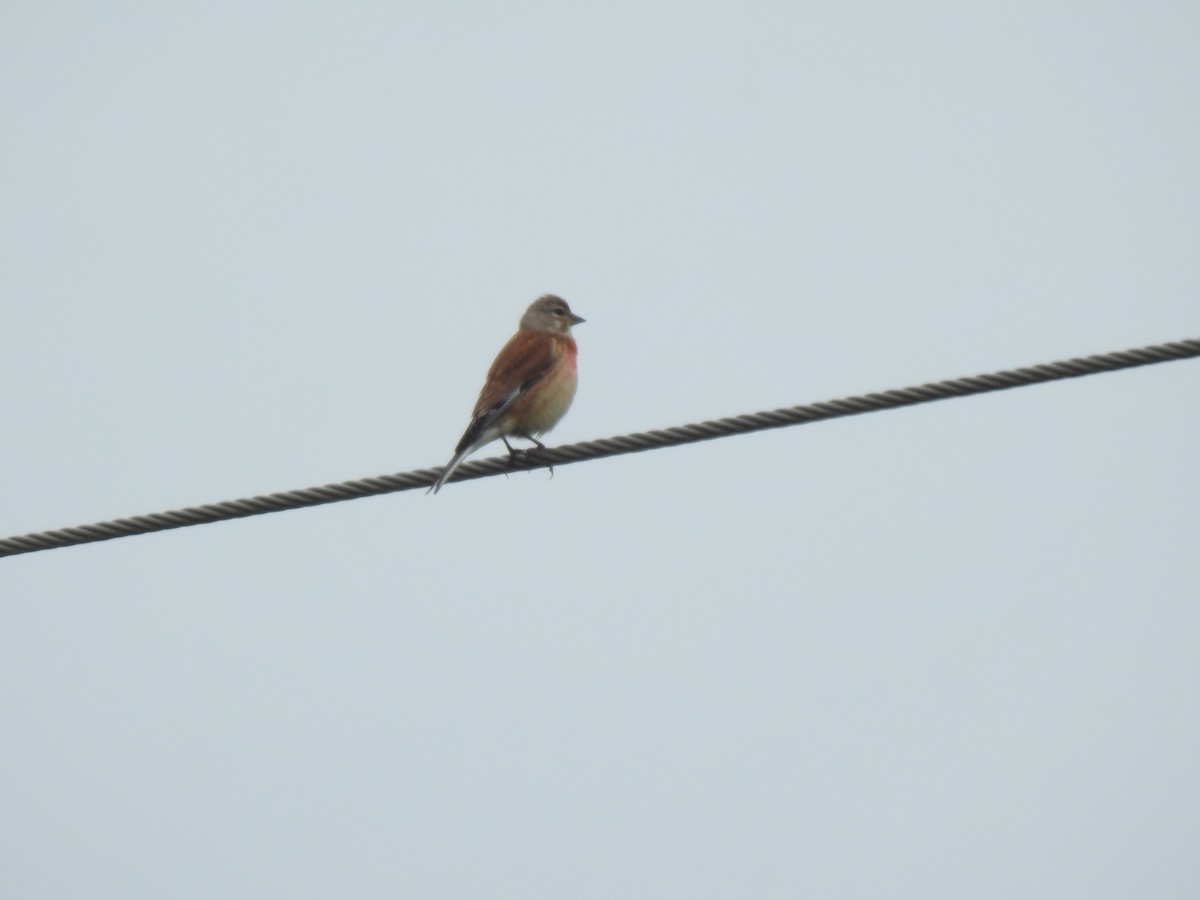 Eurasian Linnet - ML620337203