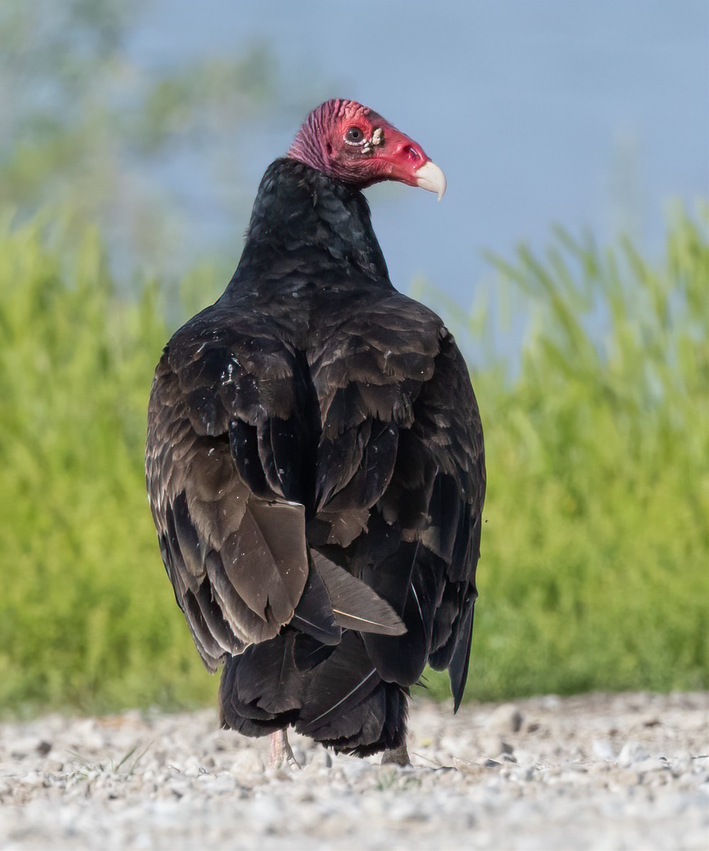 Turkey Vulture - ML620337205