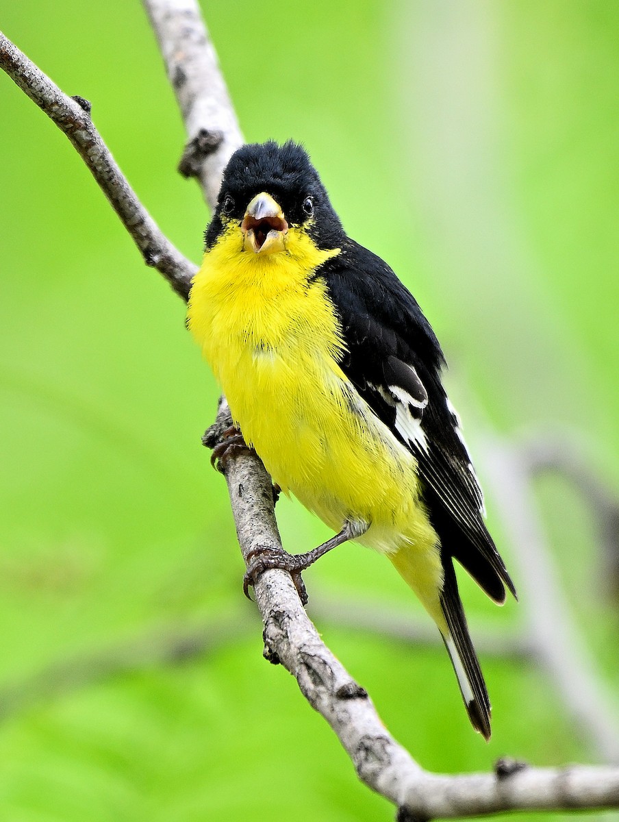 Lesser Goldfinch - ML620337208