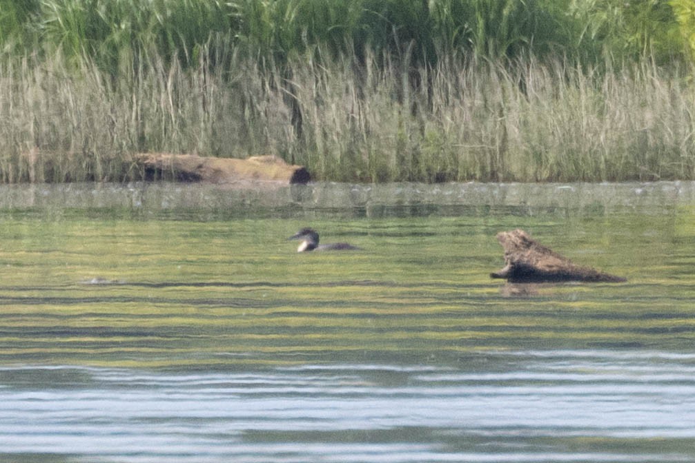 Common Loon - ML620337222