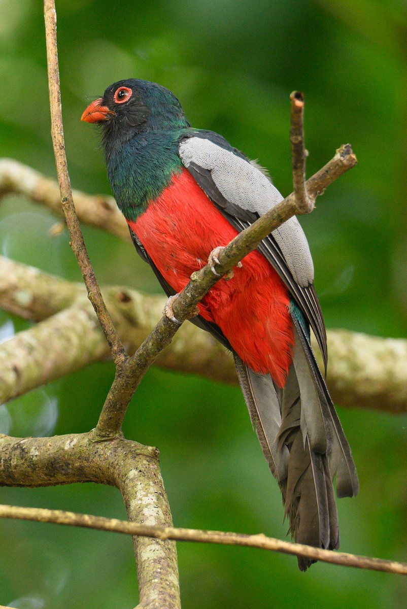 Slaty-tailed Trogon - ML620337236