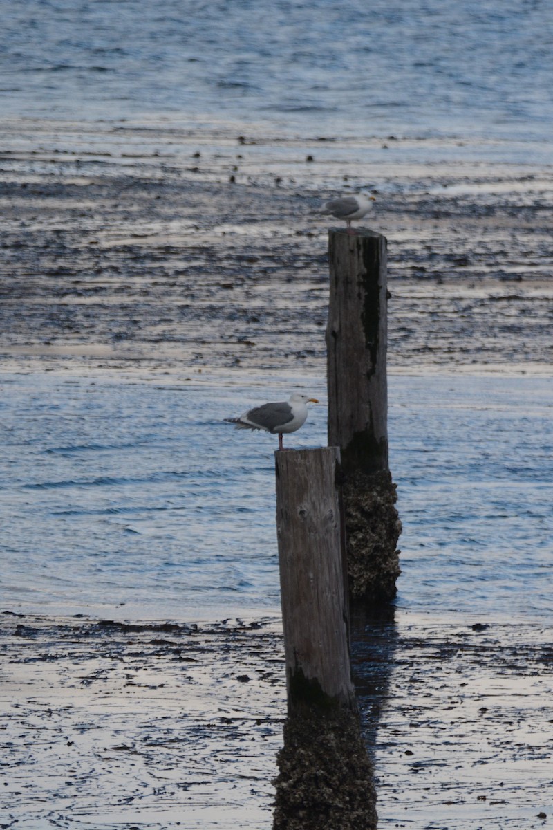 Glaucous-winged Gull - ML620337243