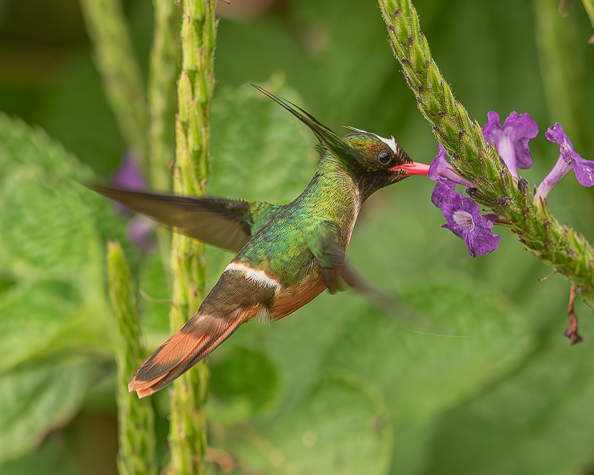 White-crested Coquette - Ricardo Rojas Arguedas