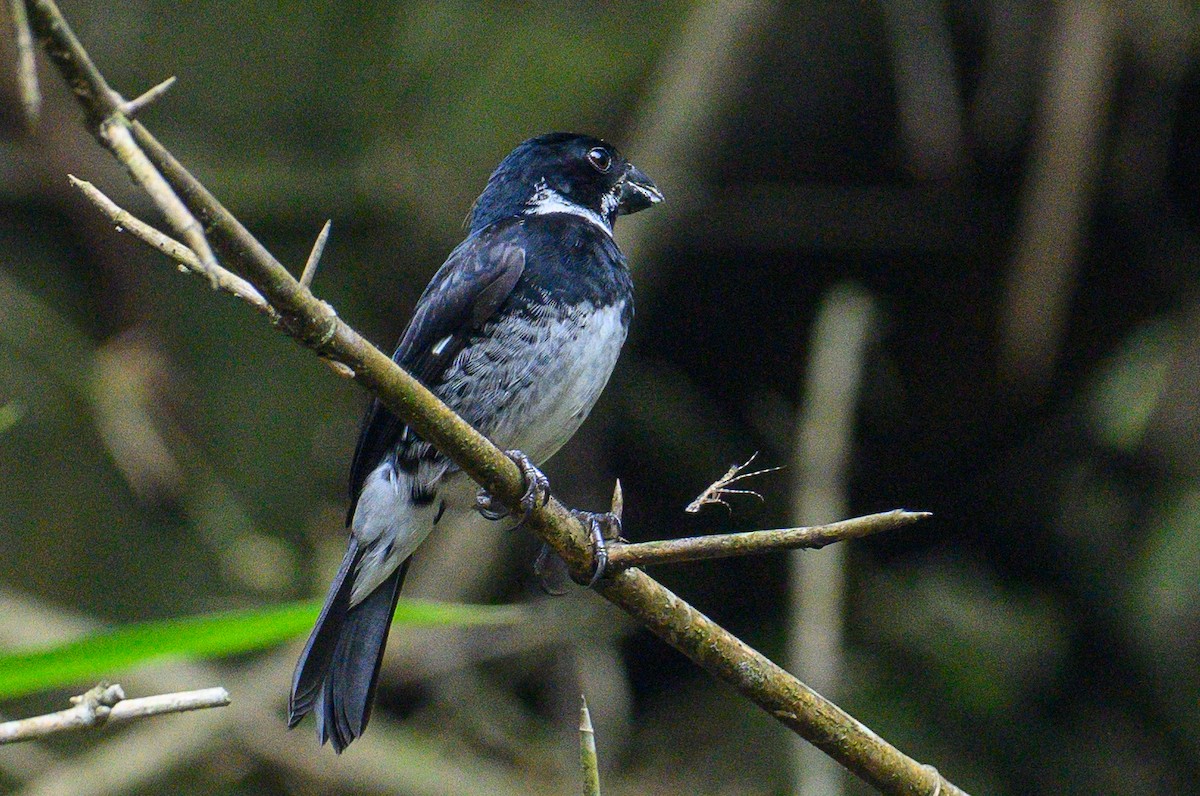 Variable Seedeater - ML620337273