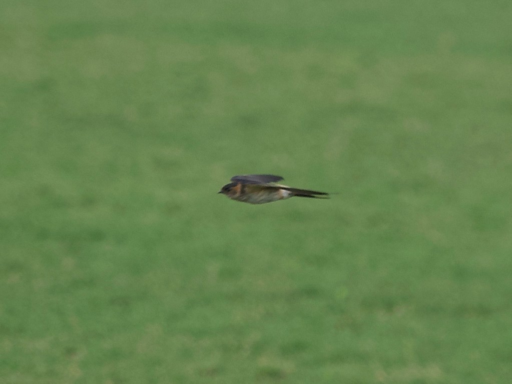 Red-rumped Swallow - ML620337280