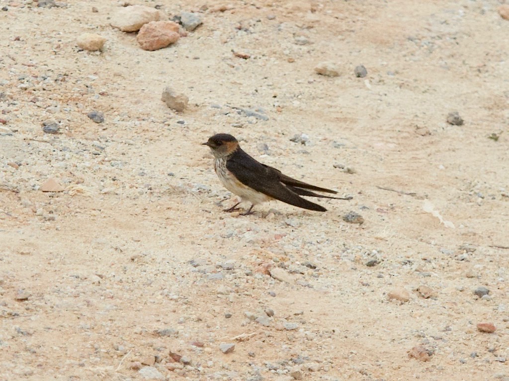 Red-rumped Swallow - ML620337281