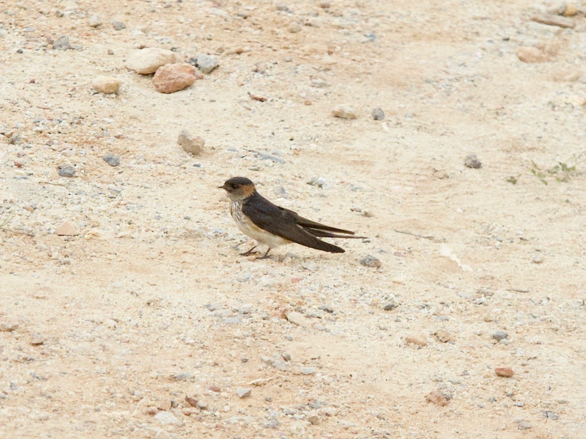 Red-rumped Swallow - ML620337282
