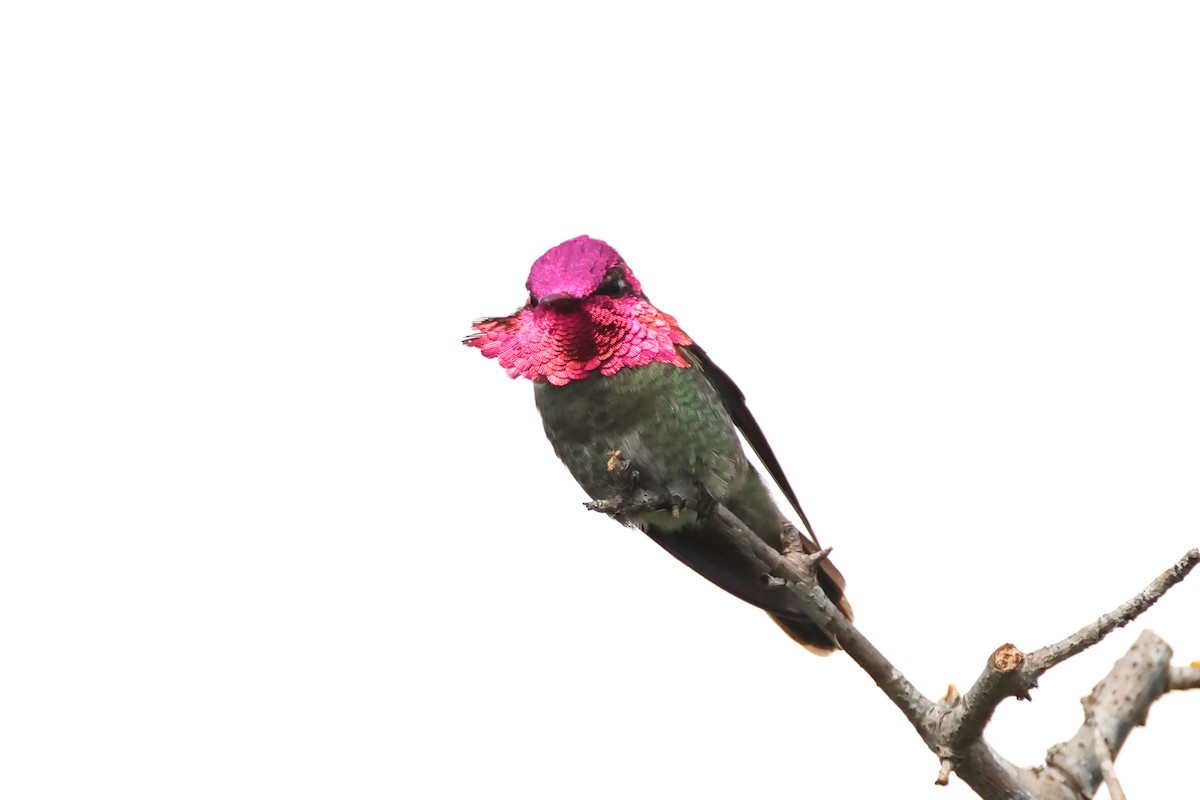 Anna's Hummingbird - ML620337284