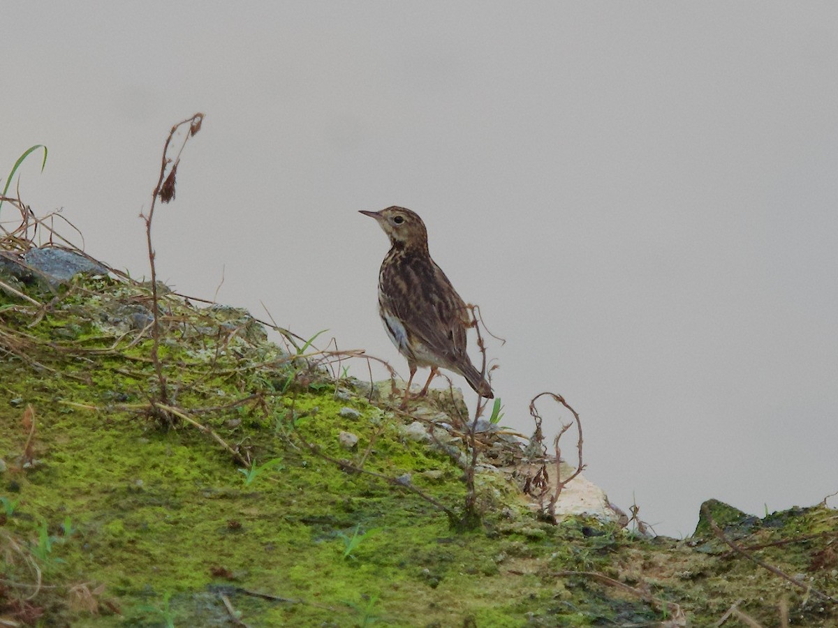 Red-throated Pipit - ML620337288