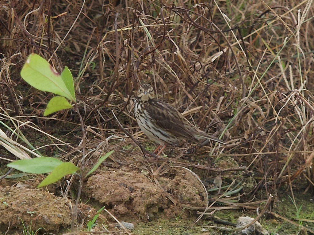 Red-throated Pipit - ML620337289