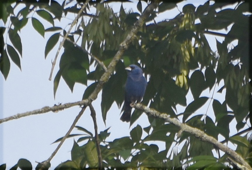 Guiraca bleu - ML620337308