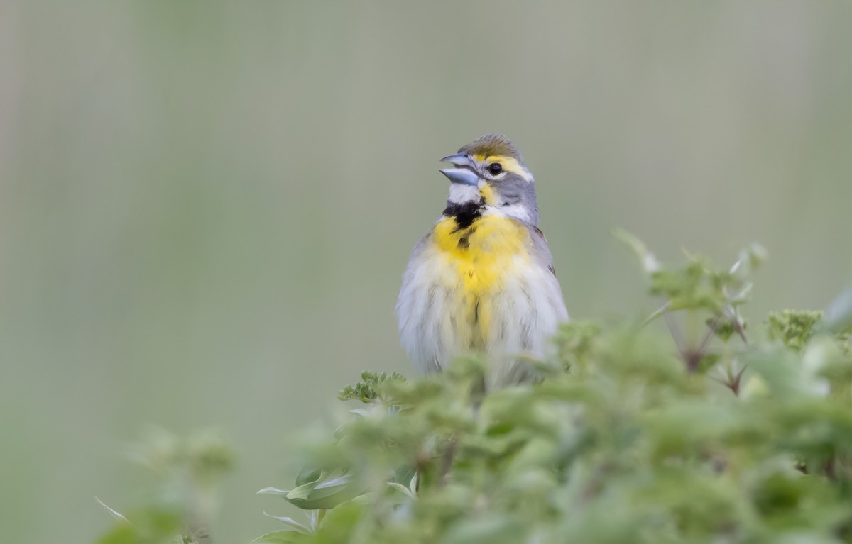 Dickcissel - ML620337309