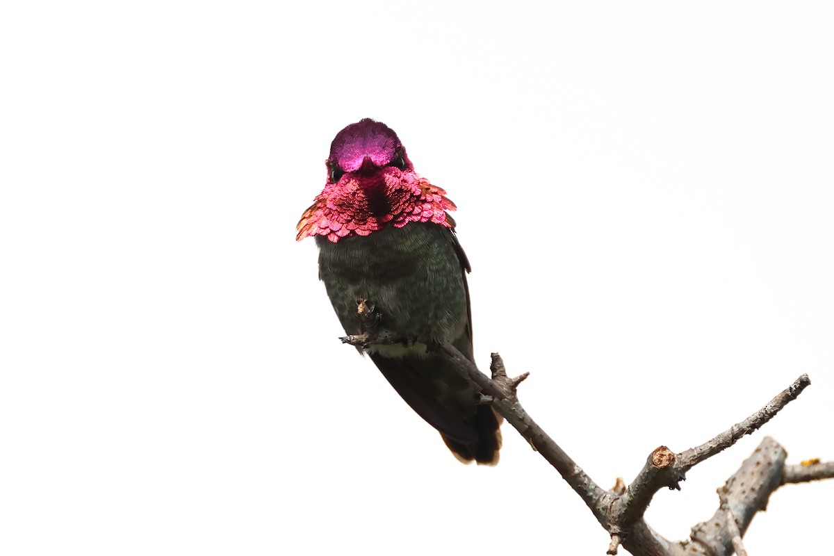 Anna's Hummingbird - ML620337310