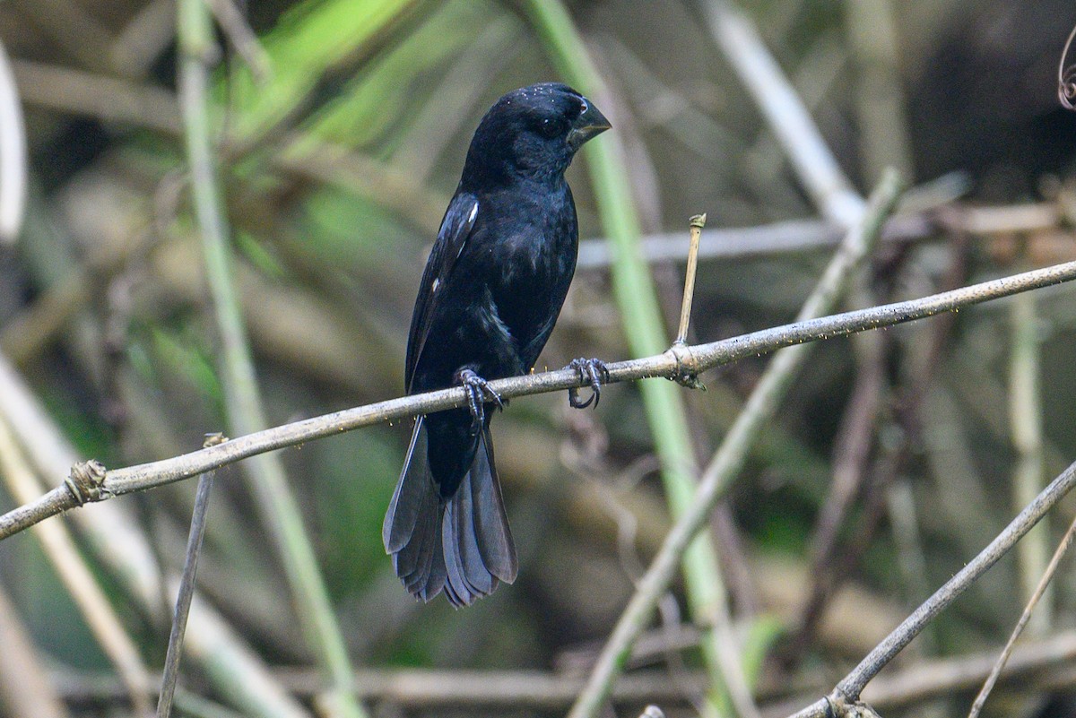 Thick-billed Seed-Finch - ML620337318