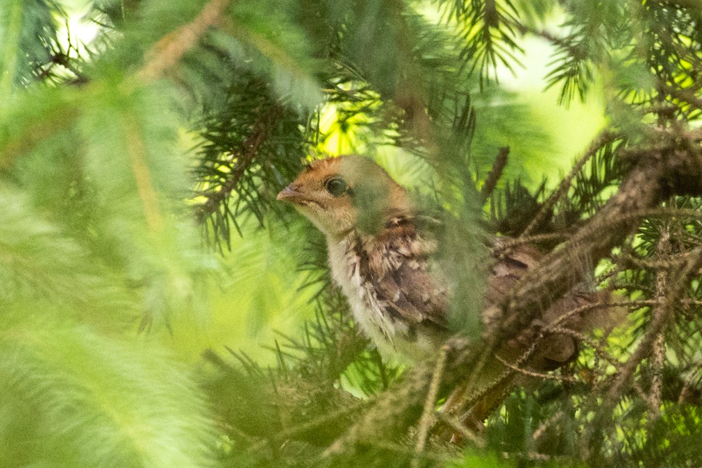 Ruffed Grouse - ML620337324