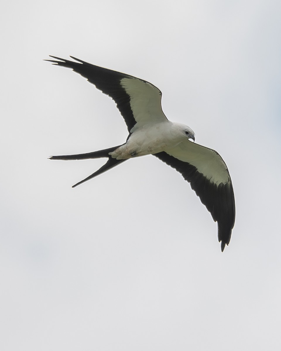Swallow-tailed Kite - ML620337326