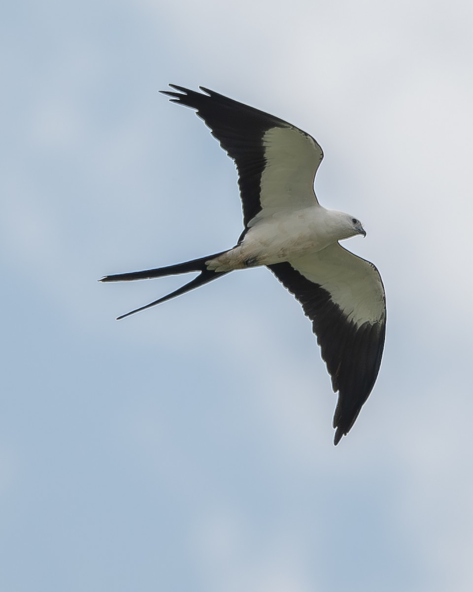 Swallow-tailed Kite - ML620337327