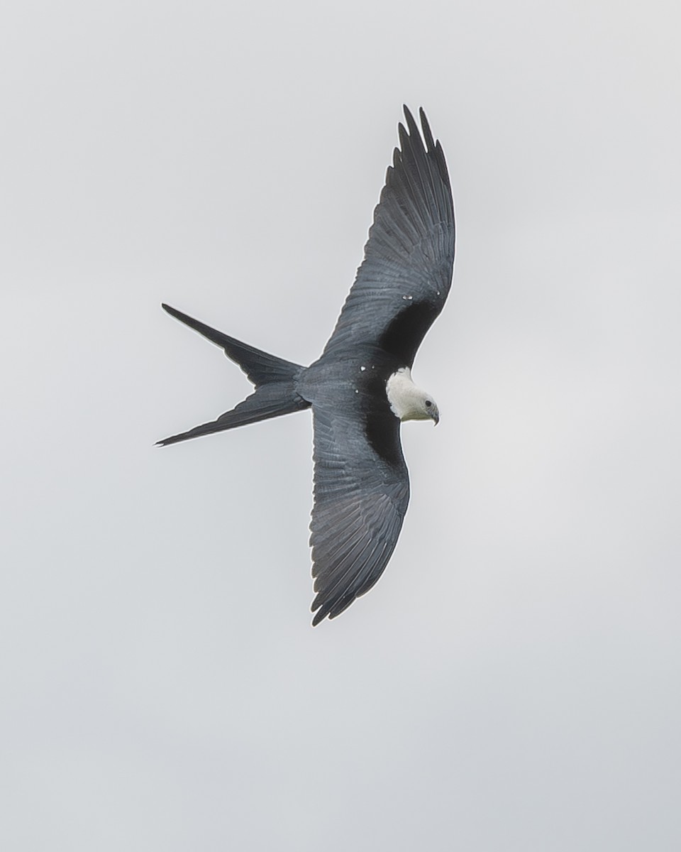 Swallow-tailed Kite - ML620337328