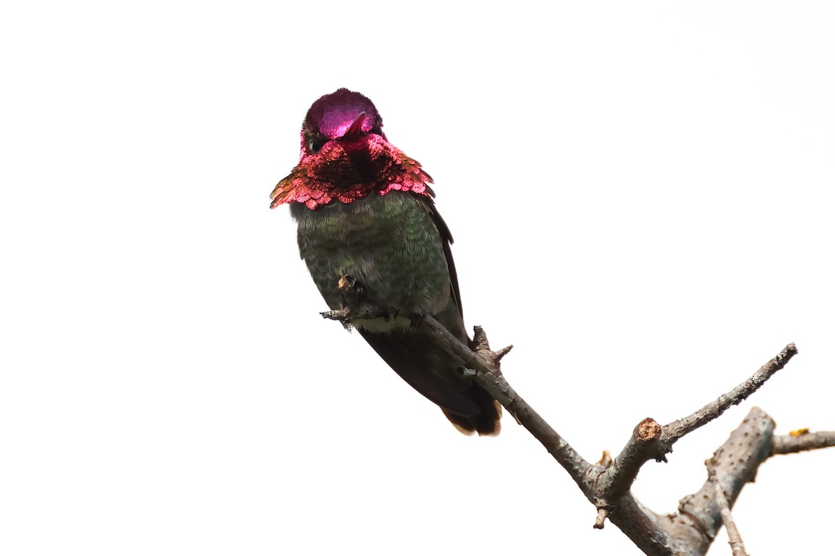 Anna's Hummingbird - Serge Rivard