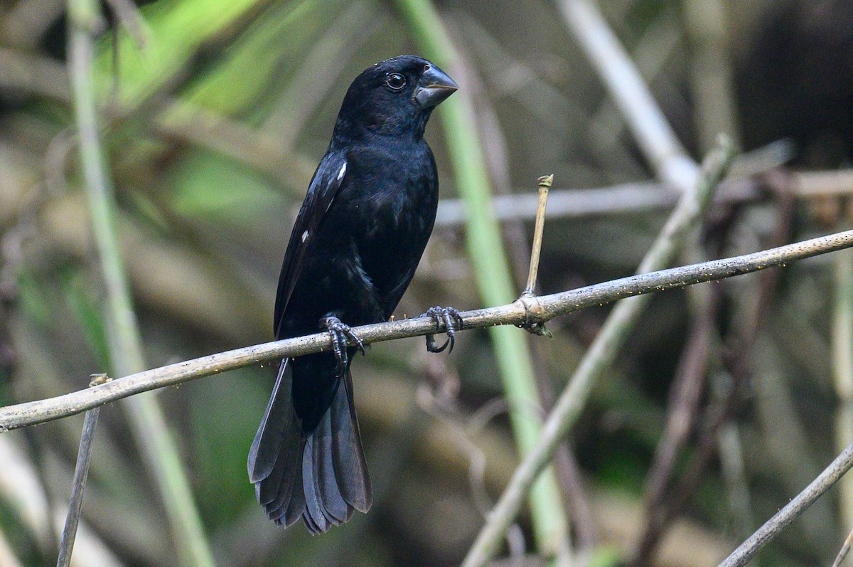 Thick-billed Seed-Finch - ML620337334