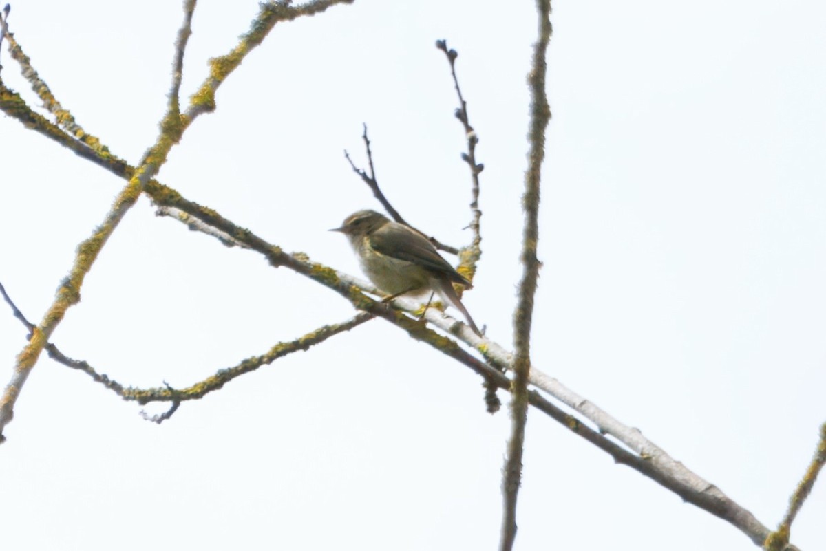 Common Chiffchaff - ML620337342