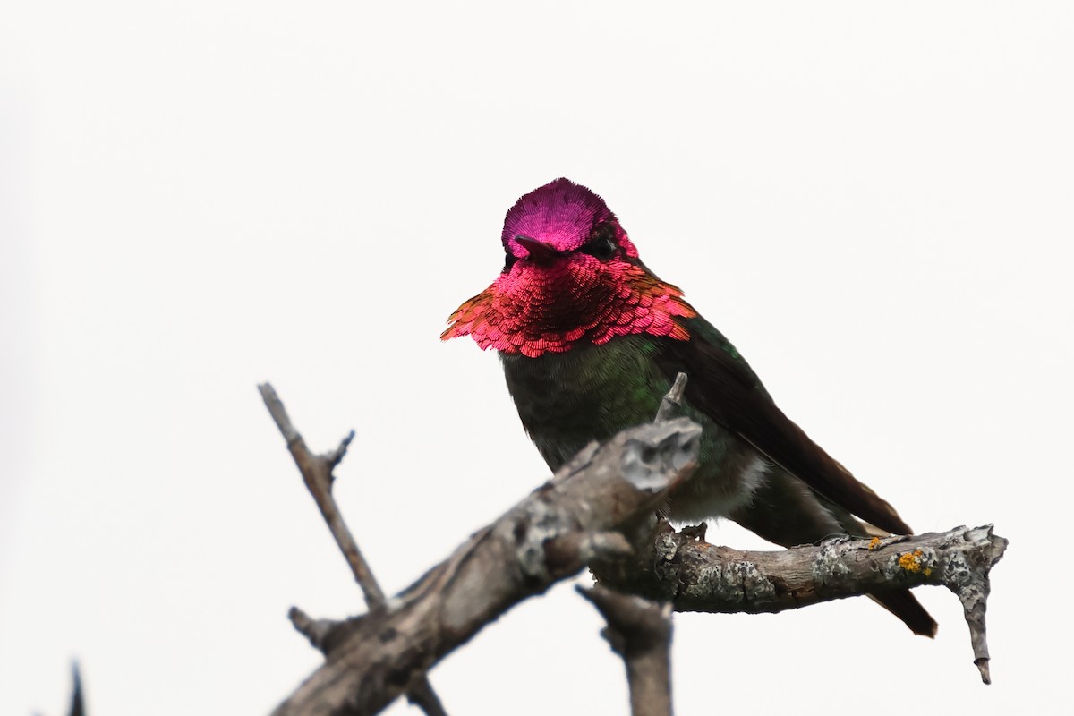 Anna's Hummingbird - Serge Rivard