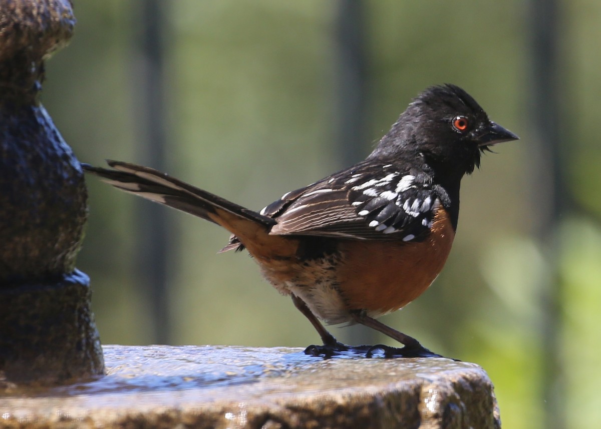 Spotted Towhee - ML620337371