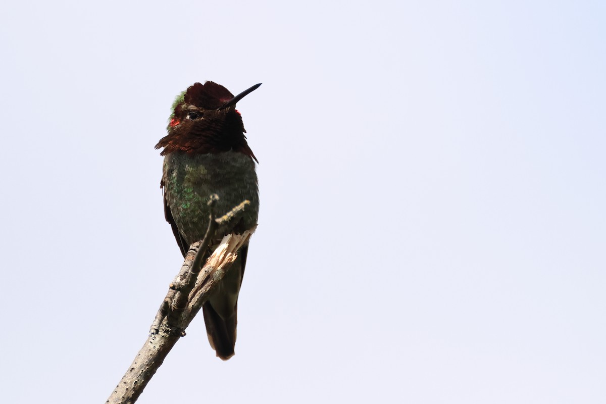 Anna's Hummingbird - ML620337372
