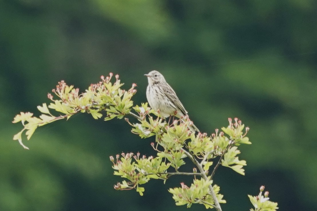 pipit sp. - ML620337392