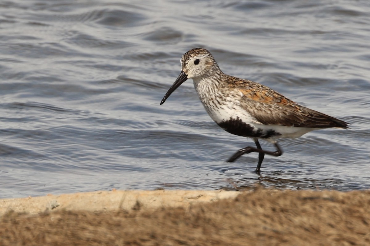 Dunlin - ML620337399