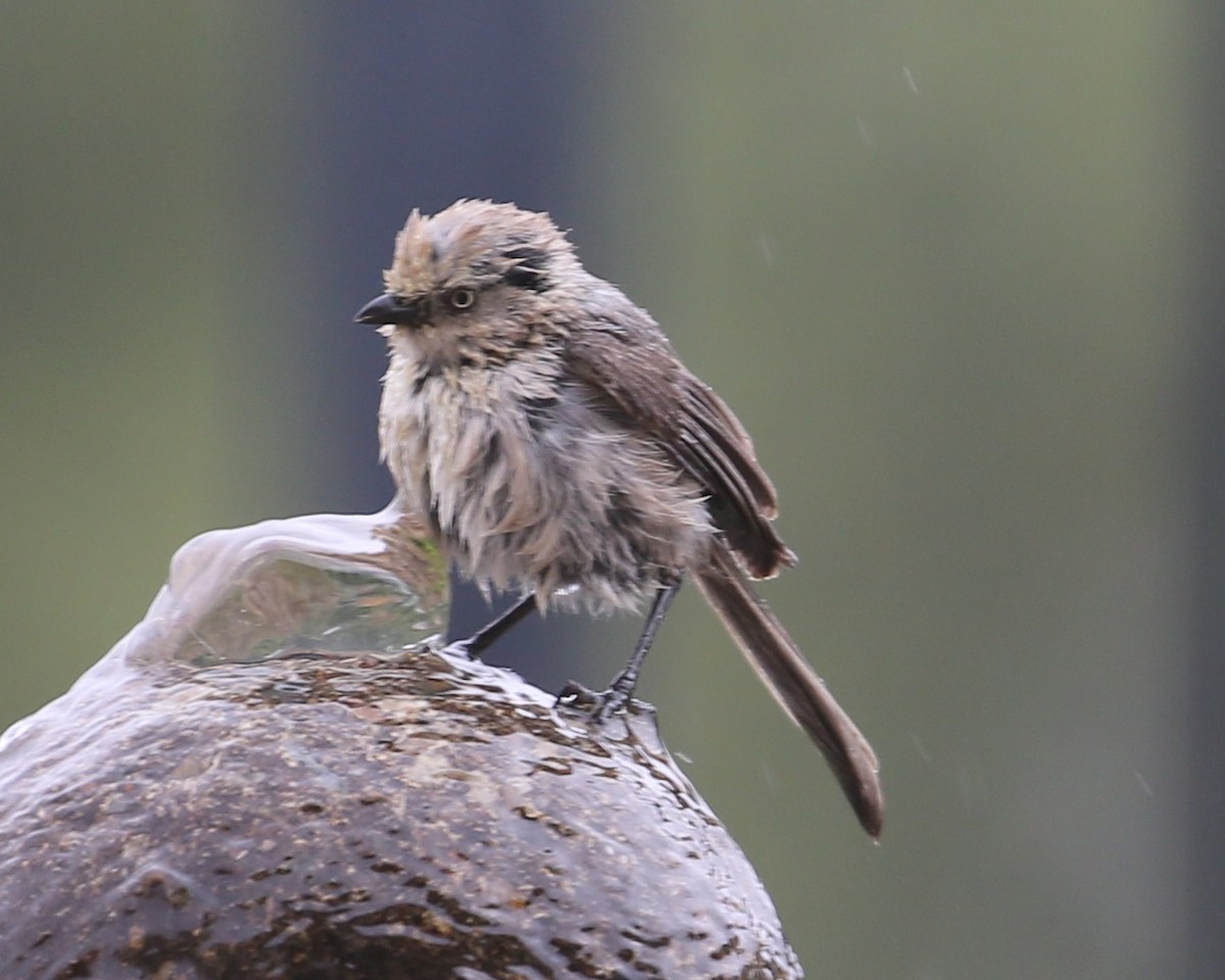 Bushtit - ML620337411