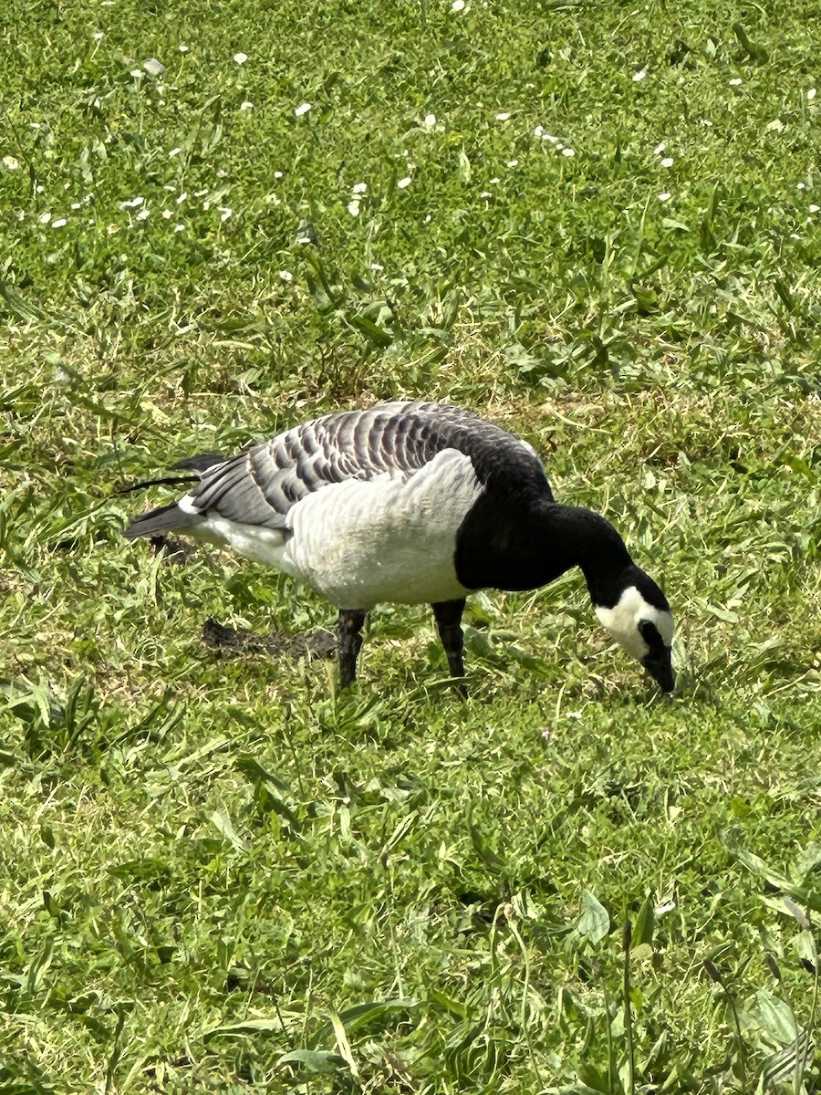 Barnacle Goose - ML620337454