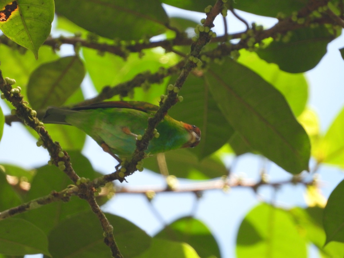 Rufous-winged Tanager - ML620337471