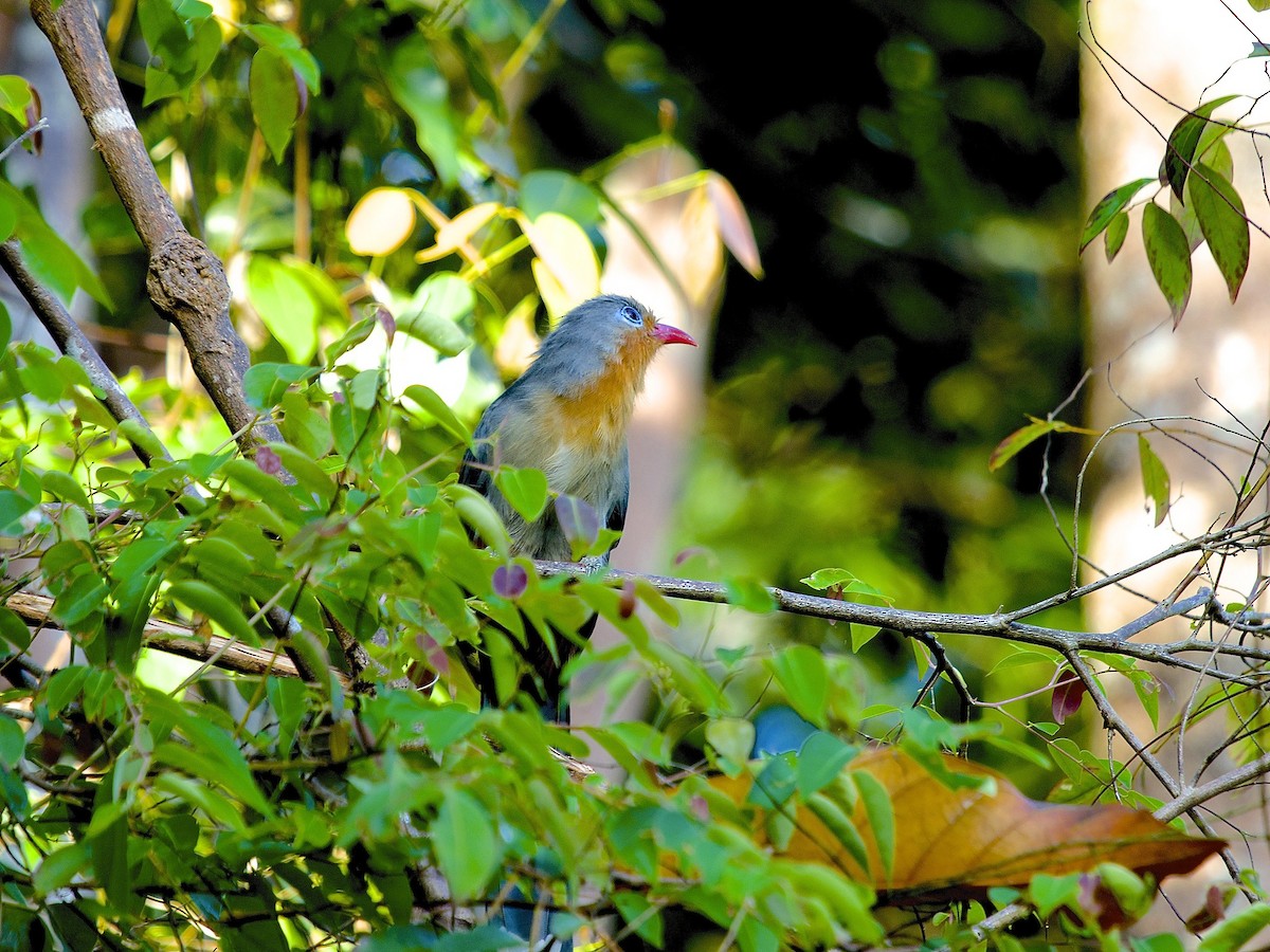 Red-billed Malkoha - ML620337490