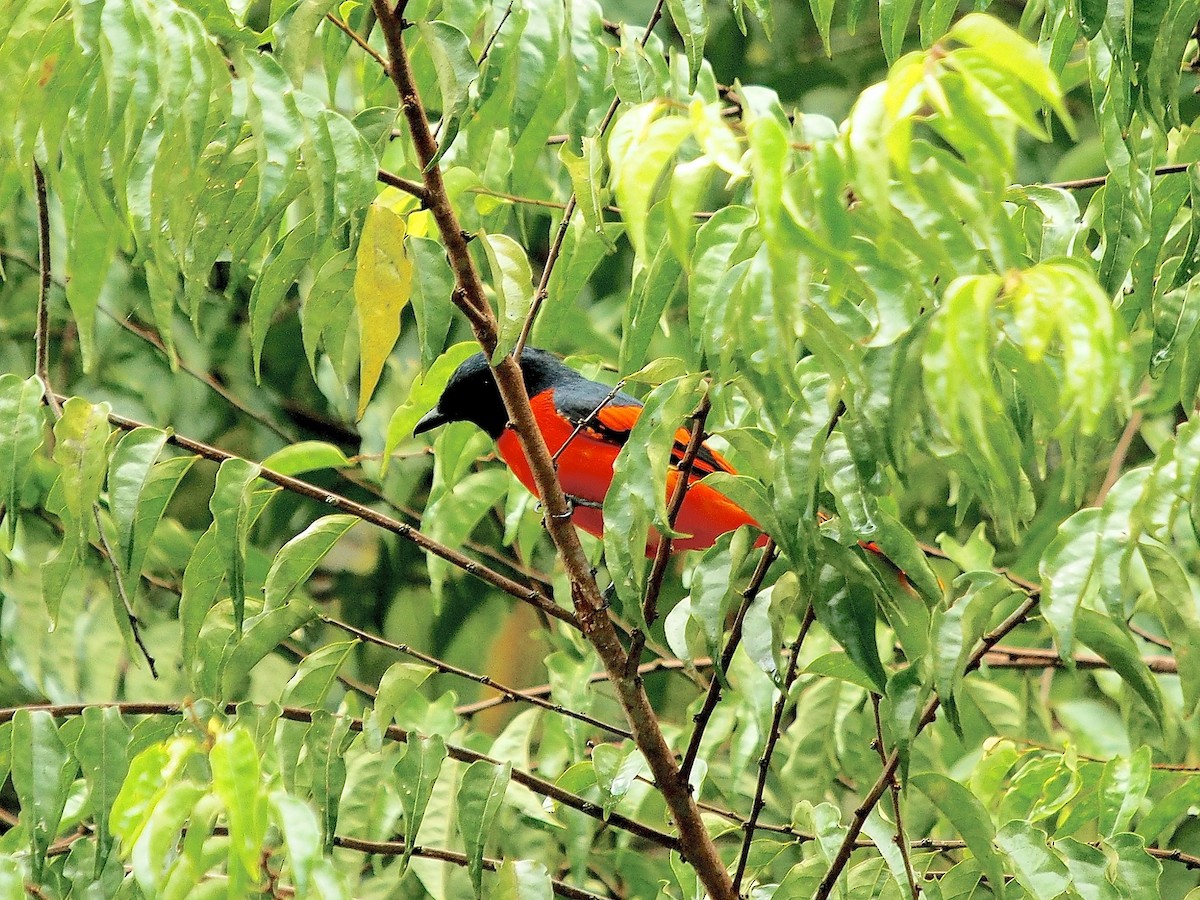 赤紅山椒鳥 - ML620337498