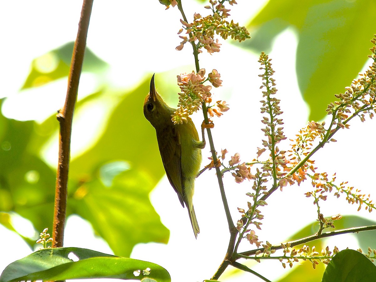 Red-throated Sunbird - ML620337503