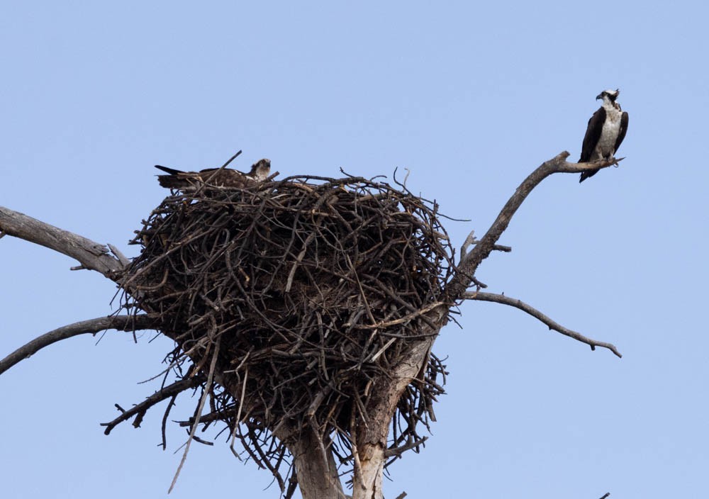 Osprey - Marty Herde