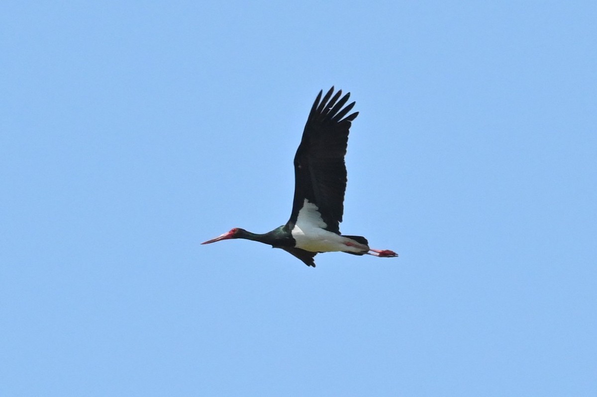 Black Stork - ML620337511