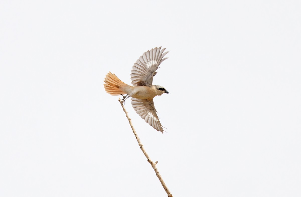 Isabelline Shrike - ML620337516