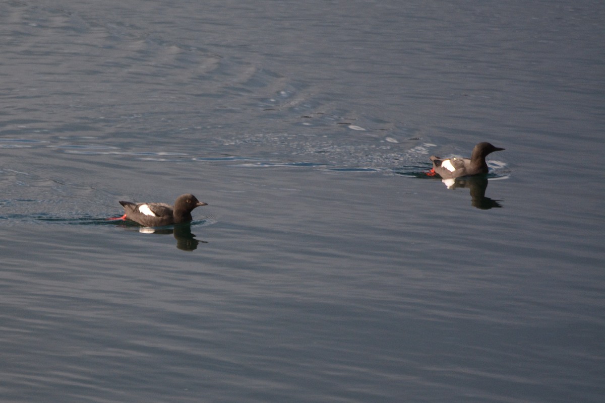 Pigeon Guillemot - ML620337519