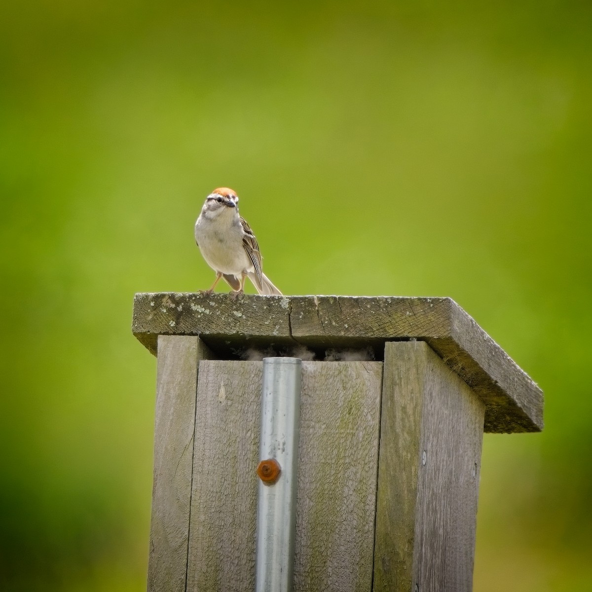 Chipping Sparrow - ML620337548
