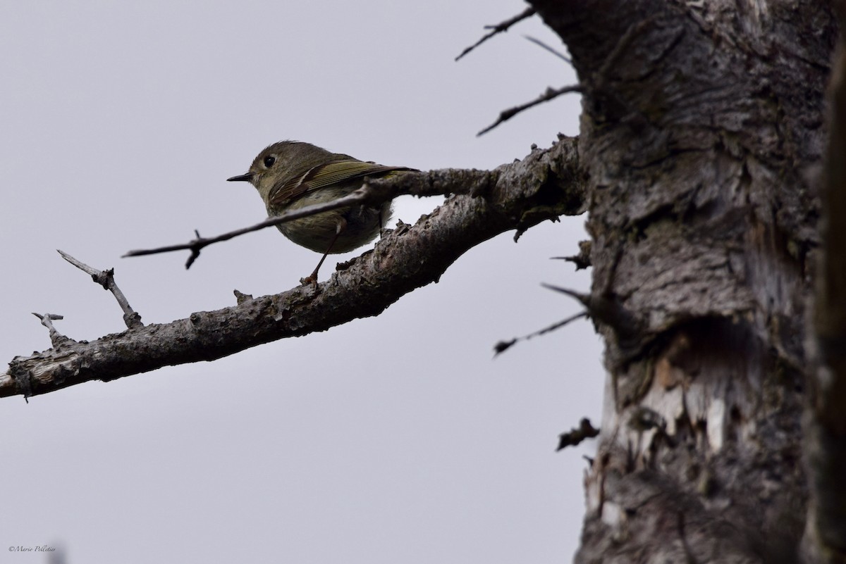 Ruby-crowned Kinglet - ML620337562