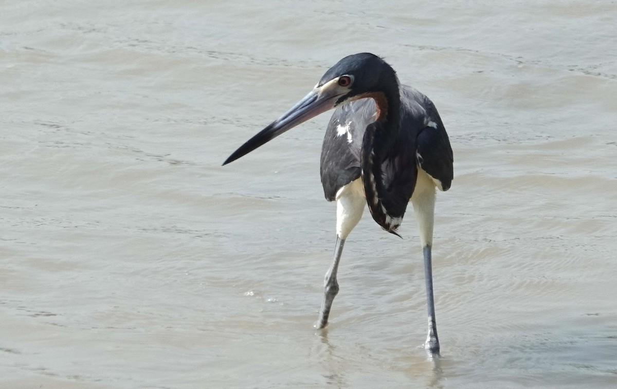 Tricolored Heron - ML620337567