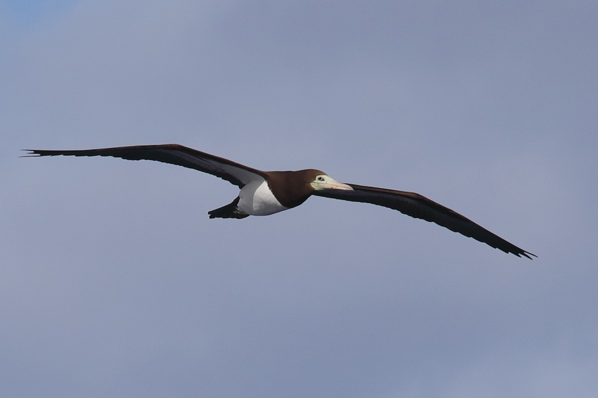 Brown Booby - ML620337570