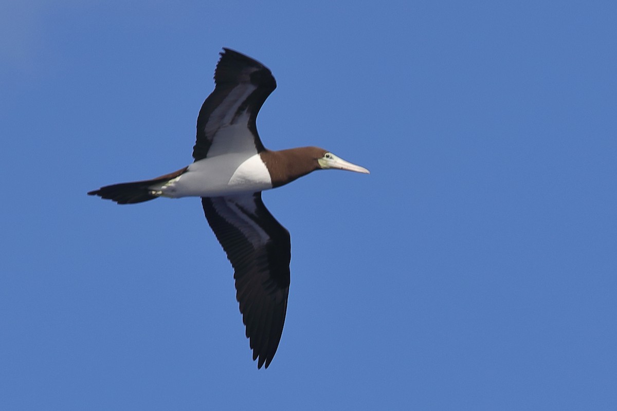 Brown Booby - ML620337571